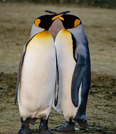 Antarctic