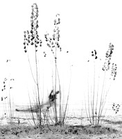 NSW - regional