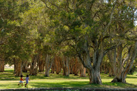 NSW - Centennial Park, Sydney