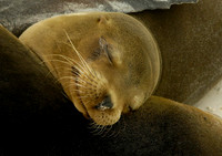 Galapagos Islands
