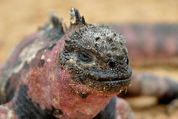 Galapagos Islands