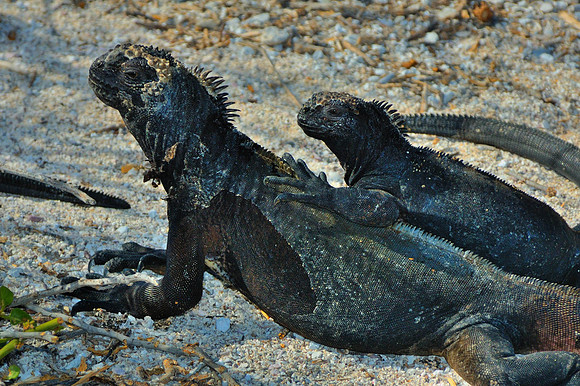 Galapagos Islands