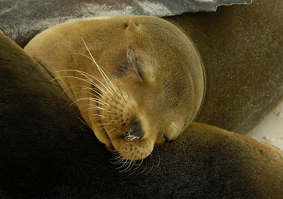 Galapagos Islands