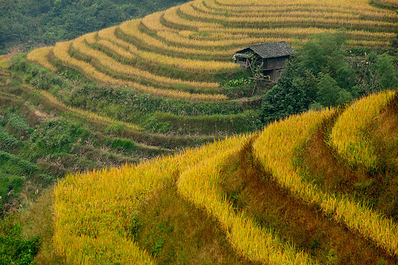 China - Rural
