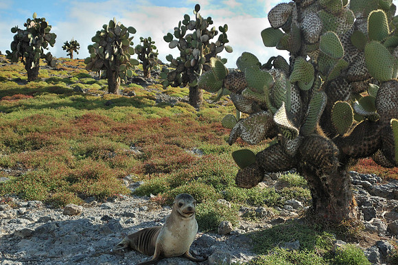 Galapagos Islands